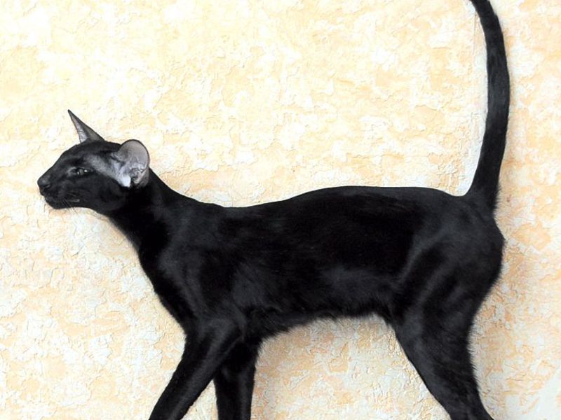 הסטנדרטים של הגזע המזרחי מחמירים מאוד.