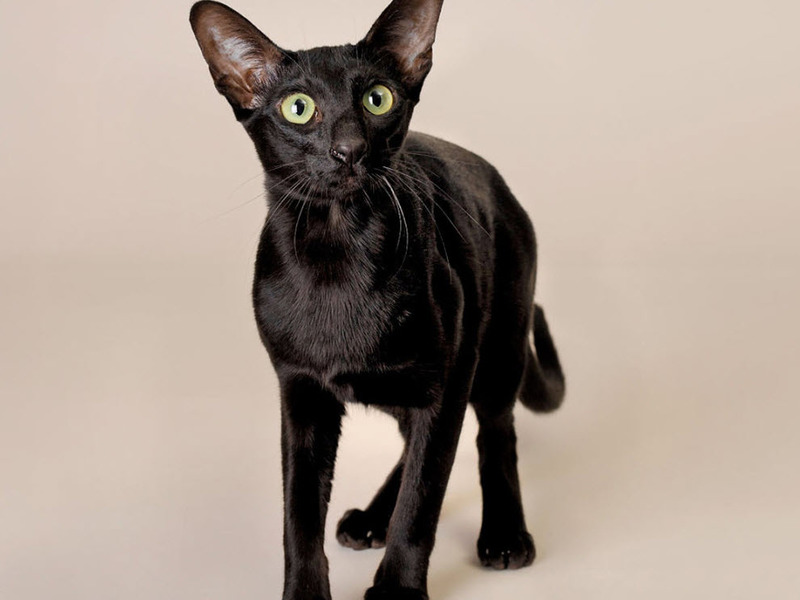 גזע יוצא דופן של חתולים - מזרחיים