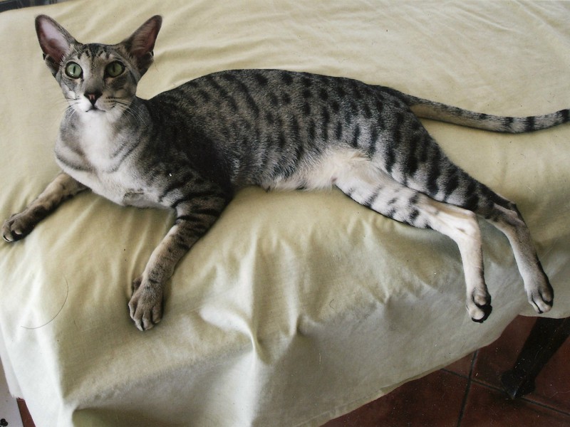 חתול קצר שיער מזרחי הוא חיית מחמד נפלאה למשפחה.