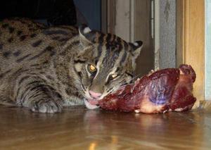 דף צביעה של חתול ג'ונגל