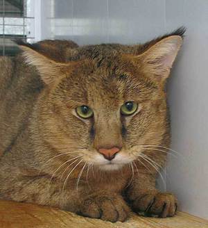 חתול הג'ונגל והרגליו