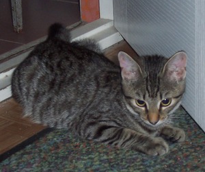 מה אוכל חתול ג'ונגל?