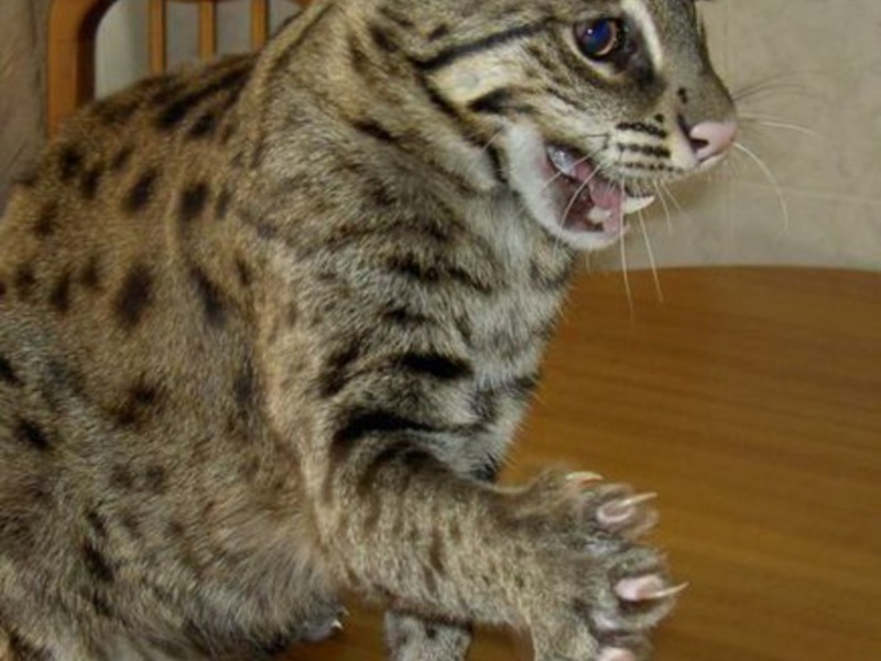 חתולי ג'ונגל יפהפיים