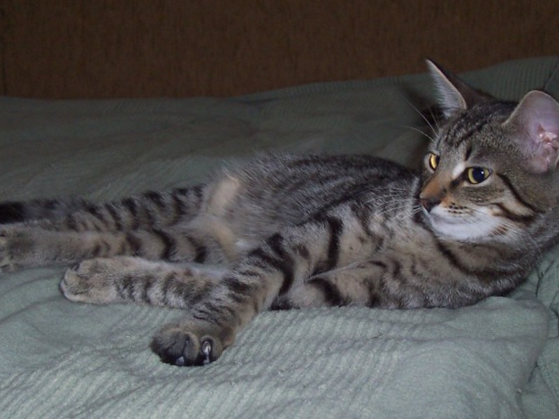 מאפייני חתולי הג'ונגל