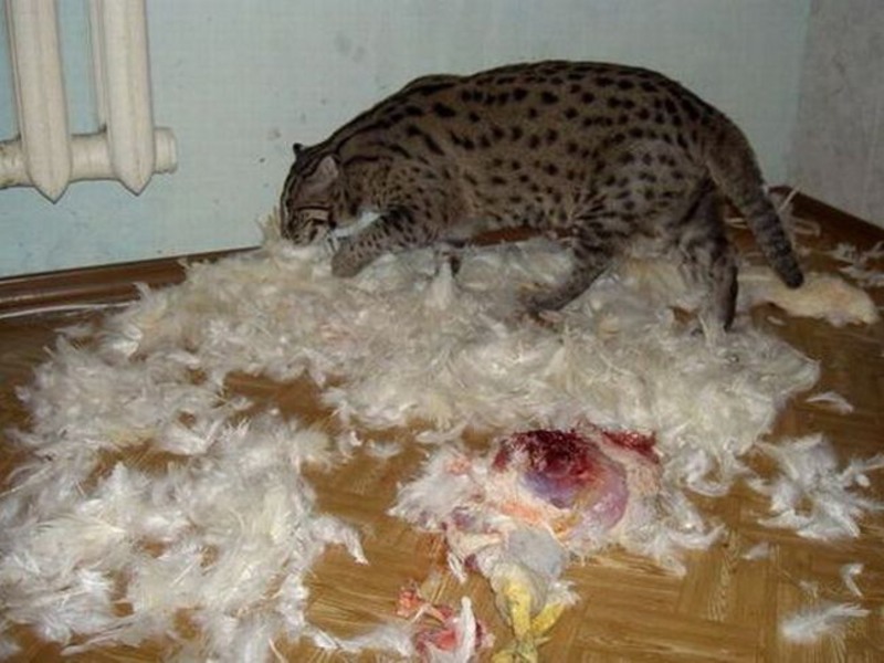 דמותו של חתול הג'ונגל