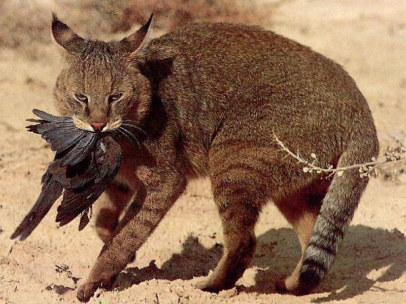 חתול הג'ונגל