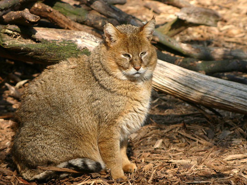 חתול ג'ונגל קופץ