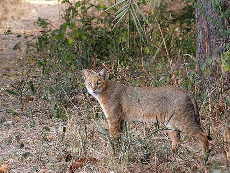 תיאור גזע החתולים