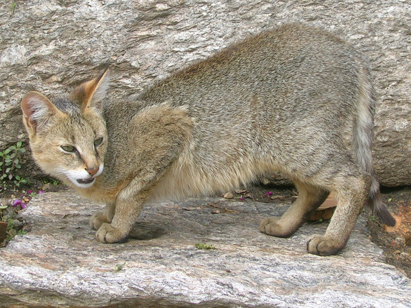 מהם ההרגלים של חתול ג'ונגל?