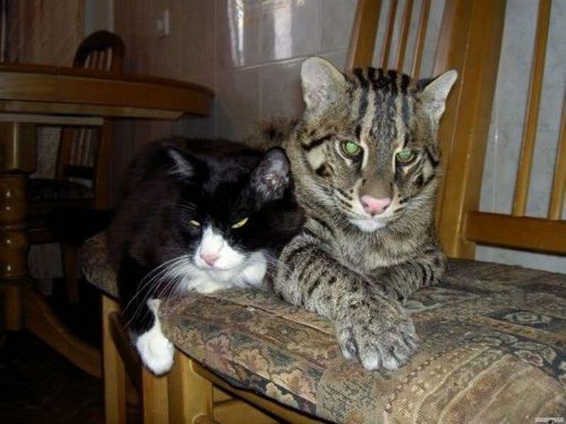 צביעת חתול ג'ונגל