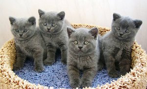 חתולי שורטרייז בריטיים: מאפיינים, צבע ותיאור סטנדרטי