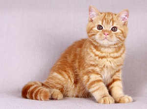 צבעים אחידים של גזע קצר-שיער בריטי הם מאפיינים של הגזע.