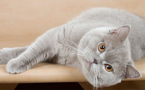 צבעים מעושנים של חתולים בריטיים