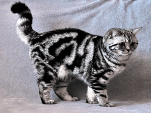 מהו צבע טאבי? התמונה מציגה דוגמה לחתול טאבי בריטי.