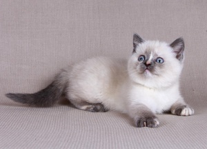 חתול סיאמי - תמונה של גור חתולים עם קוד צבע.