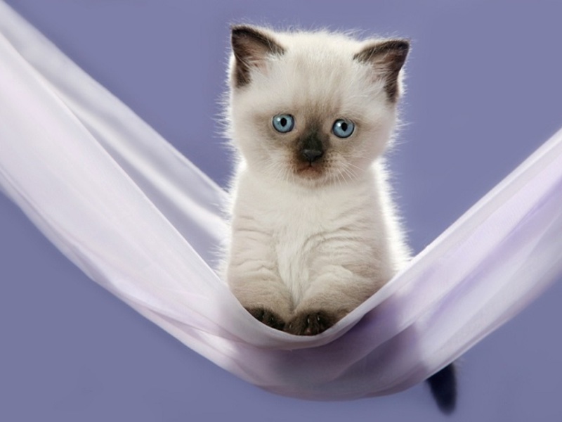 סיאמי בריטי - התמונה מציגה את מאפיין הצביעה.