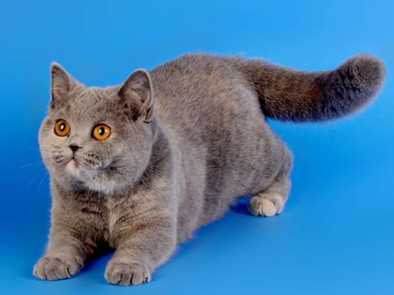 חתול הקרם הכחול הבריטי הוא בעל חיים מקסים.