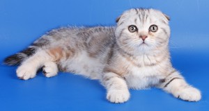 הכל על גזע סקוטי פולד