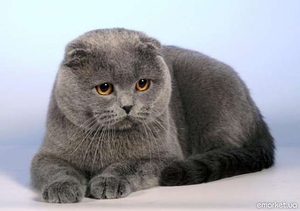 דמותו של חתול בעל אוזניים עקומות