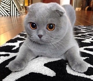 איך לגדל גורים בעלי אוזניים מקופלות