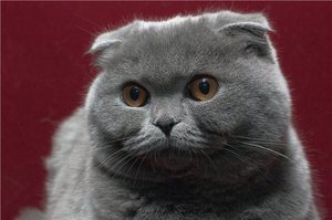 אילו צבעים יש בקפלים סקוטיים?