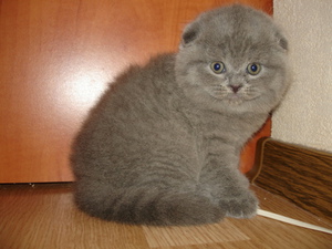 טיפול בחתולי תנין בעלי אוזניים עכורות