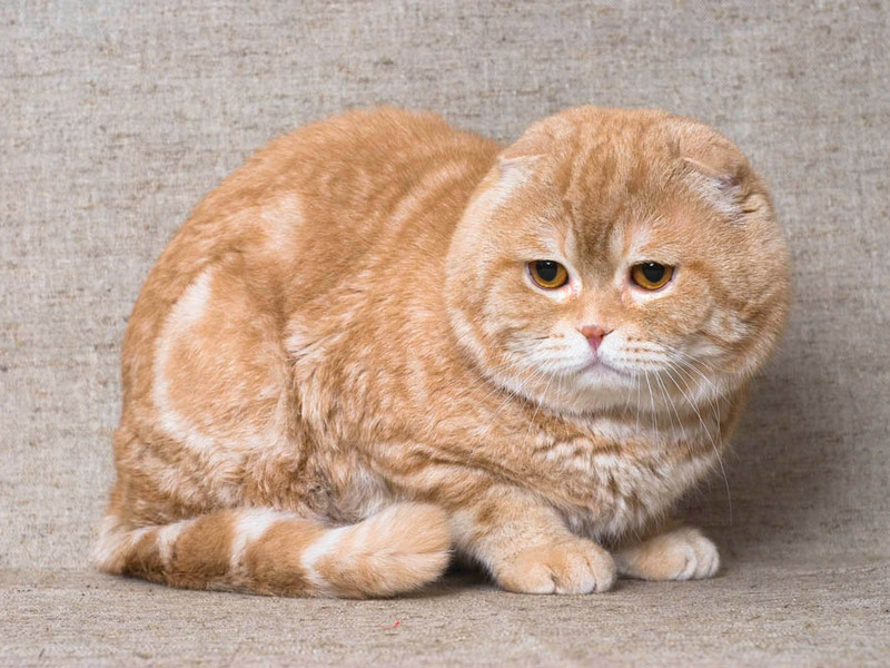 מאפיין ייחודי של הגזע