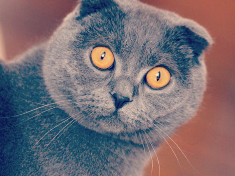 כחול סקוטי פולד