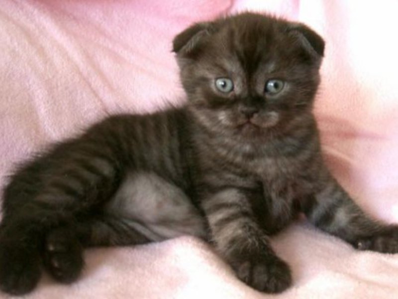 איך לטפל בקפלים סקוטיים