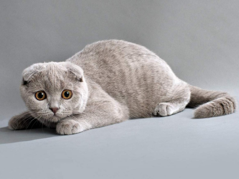 האכלת סקוטי פולד