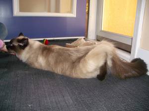 מאפייני ייחום אצל חתולים