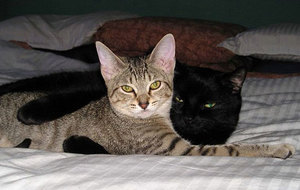 כמה ימים חתול בחום?