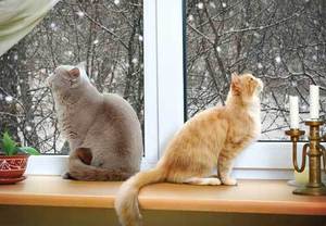 מתי מתחילה החום הראשונה של חתול?