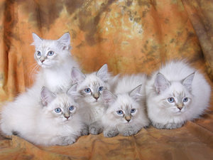 חתול סיבירי