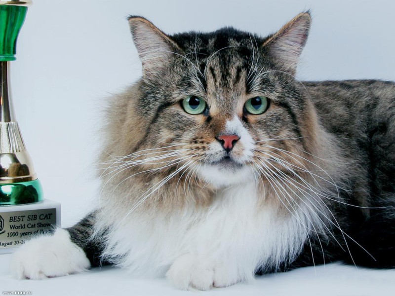 חתולים סיביריים והטיפול בהם