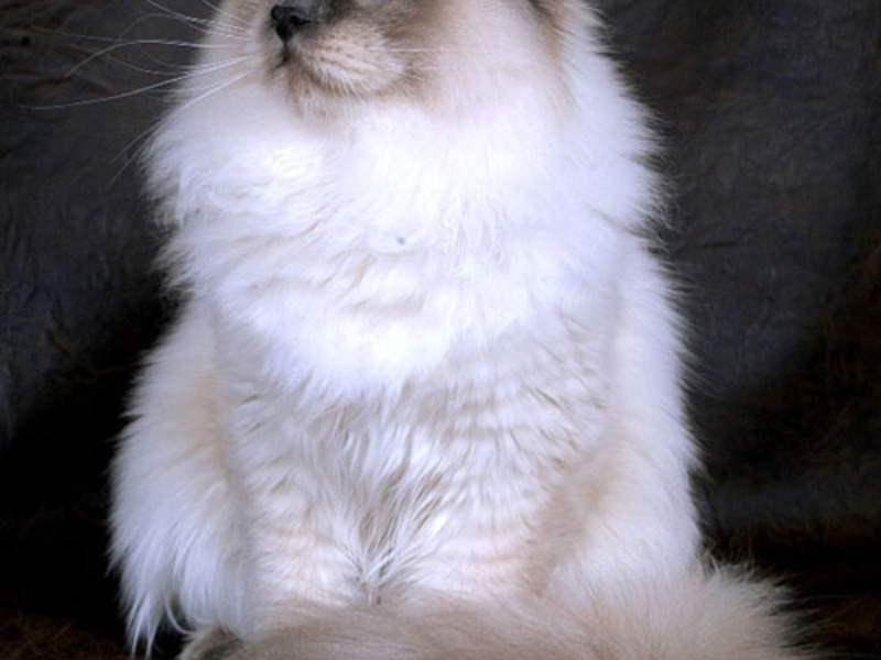 תיאור גזע החתולים