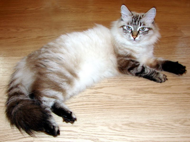 איך נראים חתולי סיביר?