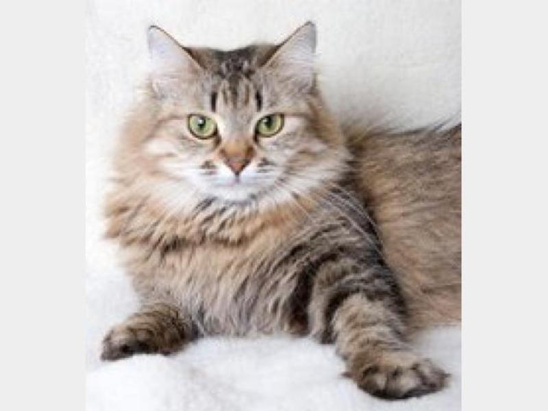 מזגו של חתול סיבירי