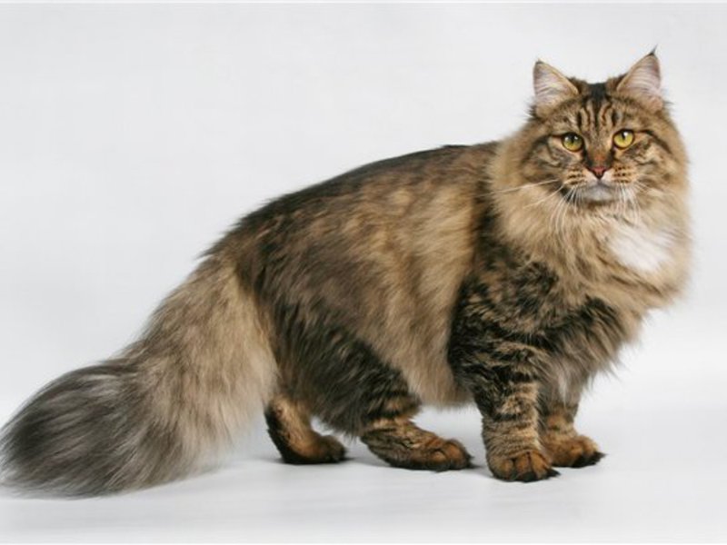 חתול סיבירי