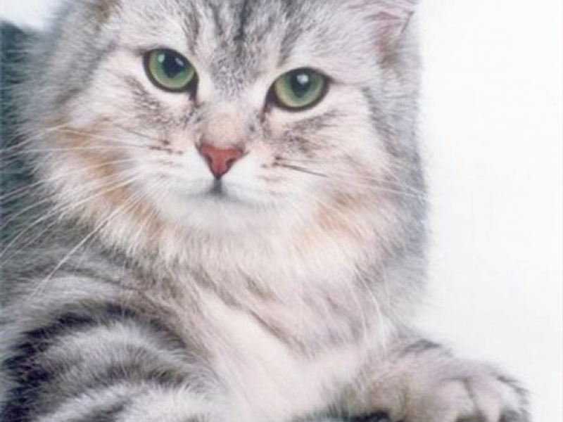 לחתול הסיבירי פרווה ארוכה ועבה.