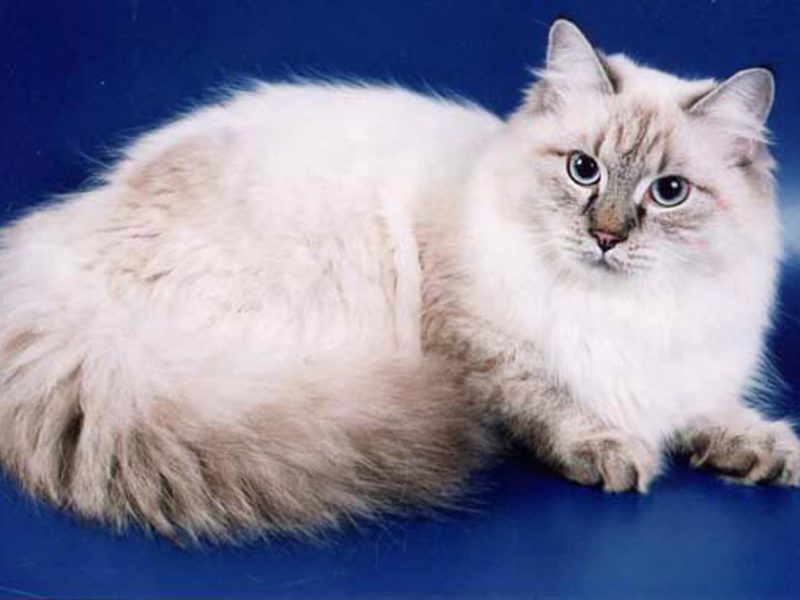 מה אוכל חתול סיבירי?