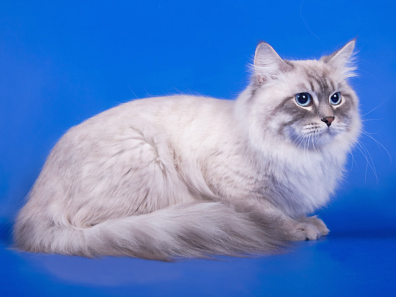 גורי חתולים סיביריים