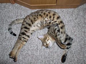 גידול חתולים אקזוטיים מזון לחתולים אקזוטי