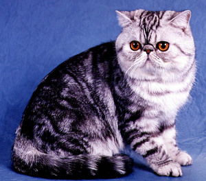 חתולים אקזוטיים: תיאור גזע ותמונות של חתול קצר שיער