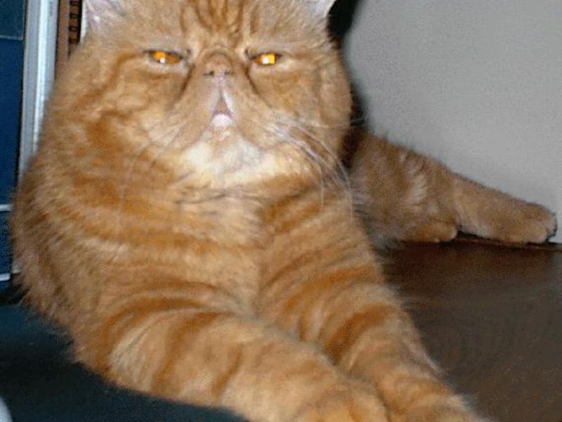 חתולים אקזוטיים הם החתולים הכי מקסימים. טיפול בחתולים אקזוטיים