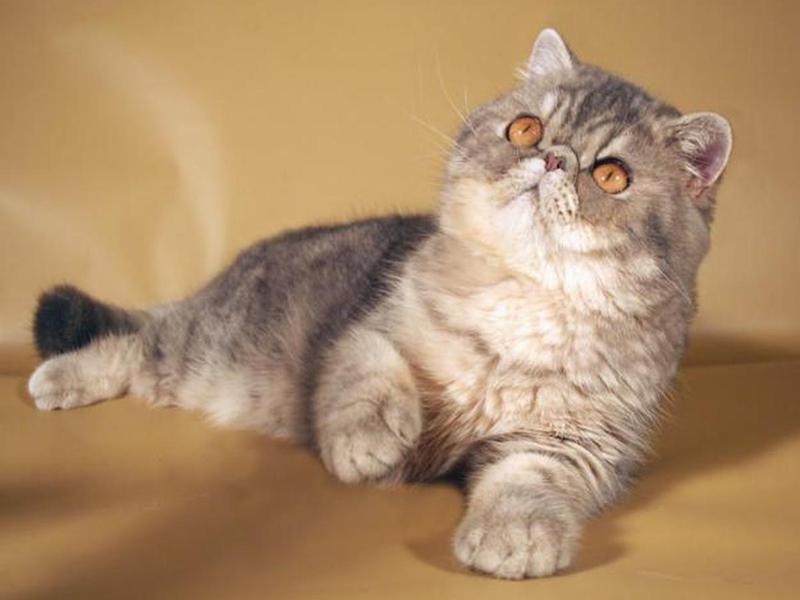 גידול חתולים איך נראה חתול אקזוטי?