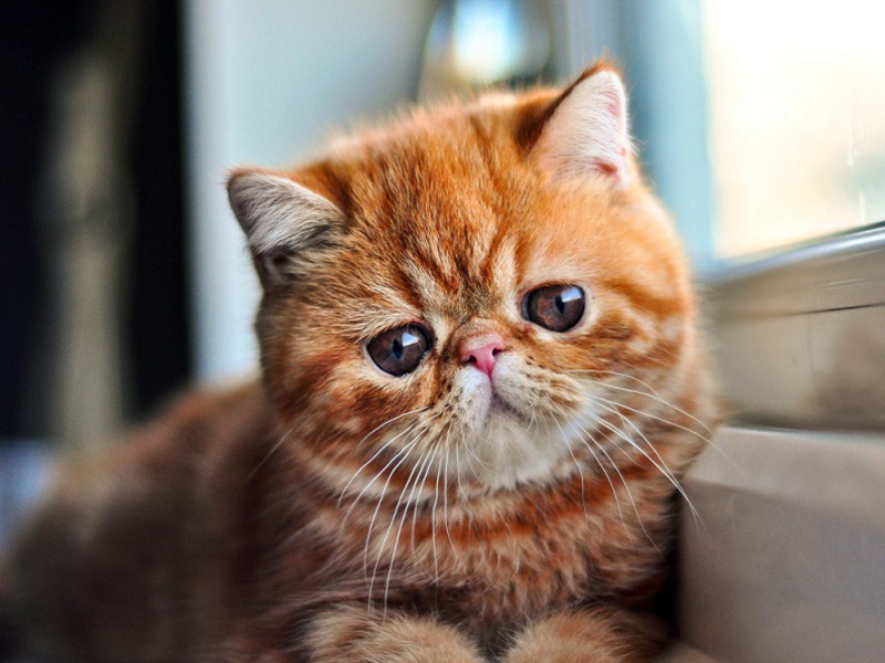 כיצד להאכיל כראוי חתולים מגזעים אקזוטיים חתול קצר שיער אקזוטי