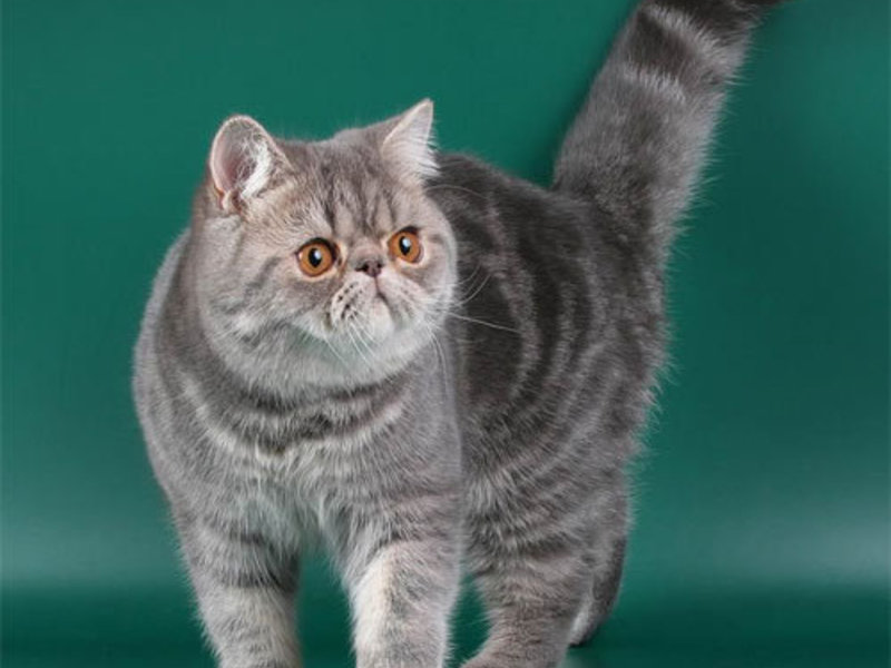 גורי חתולים מגזעים אקזוטיים חתול אקזוטי