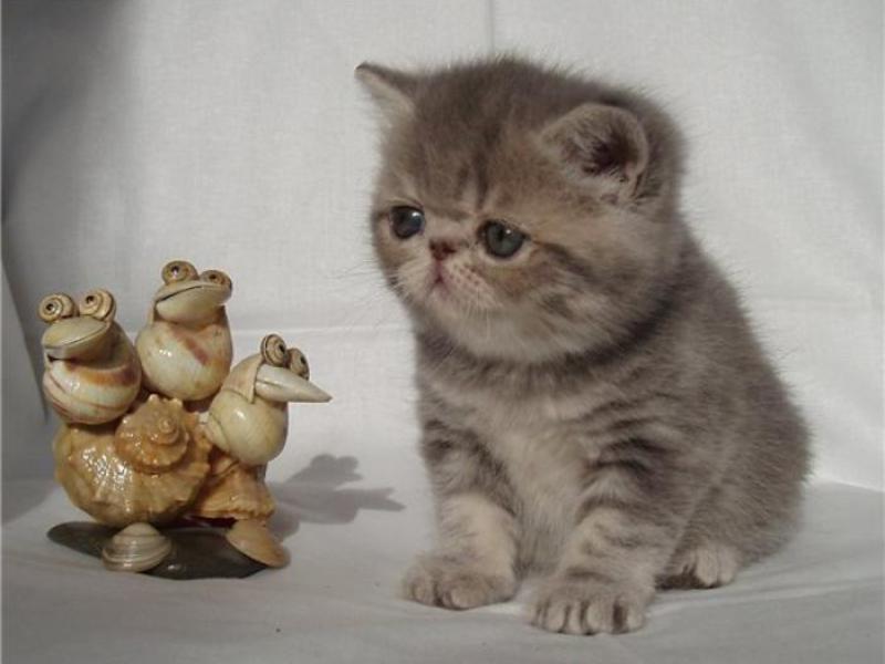 חתול קצר שיער אקזוטי תיאור גזע החתולים