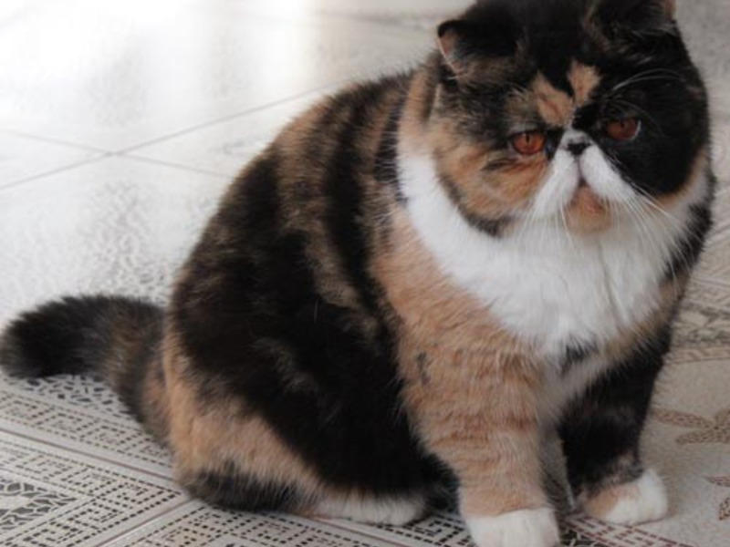 גידול חתולים אקזוטיים טיפוח